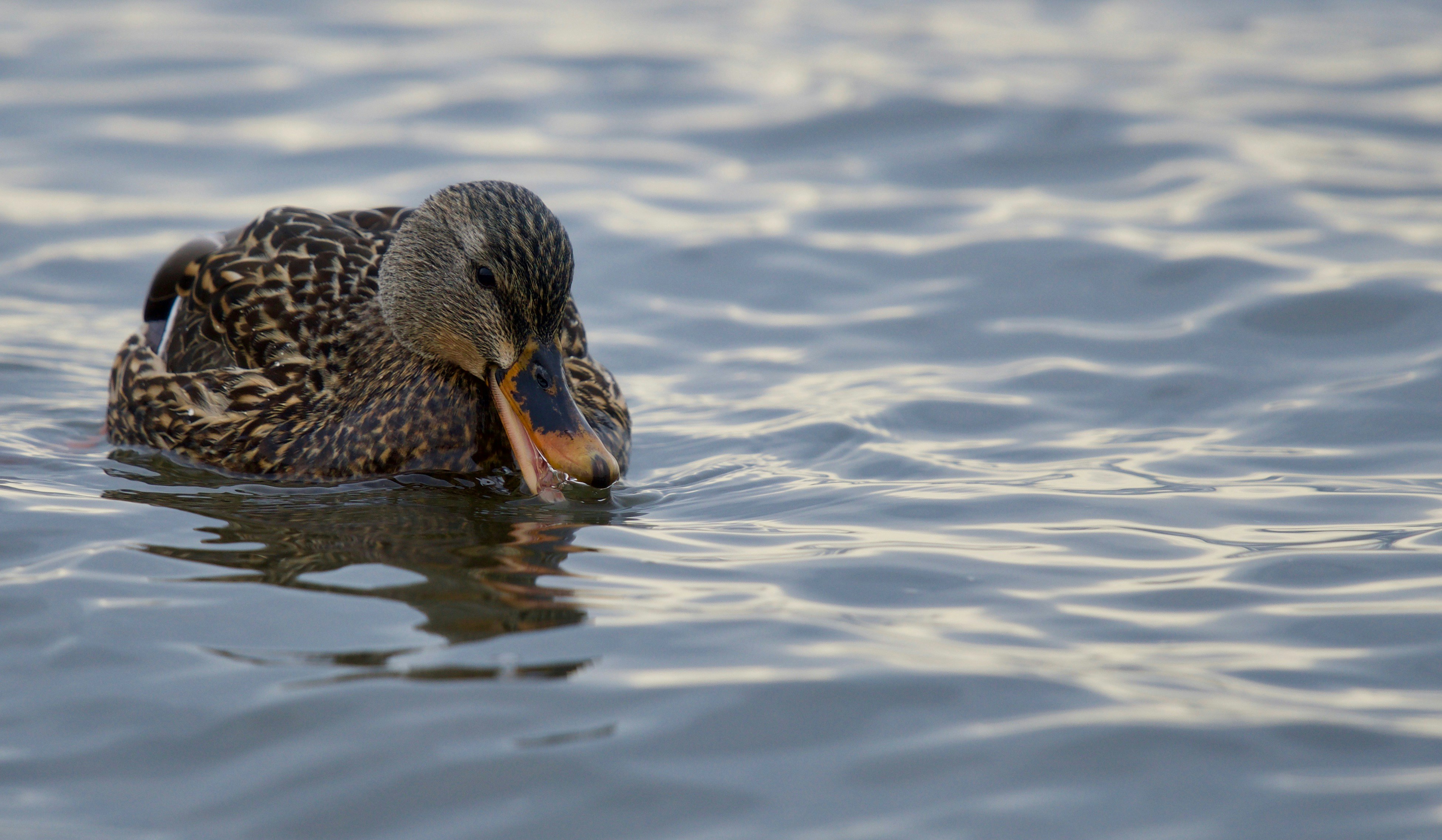 Mallard