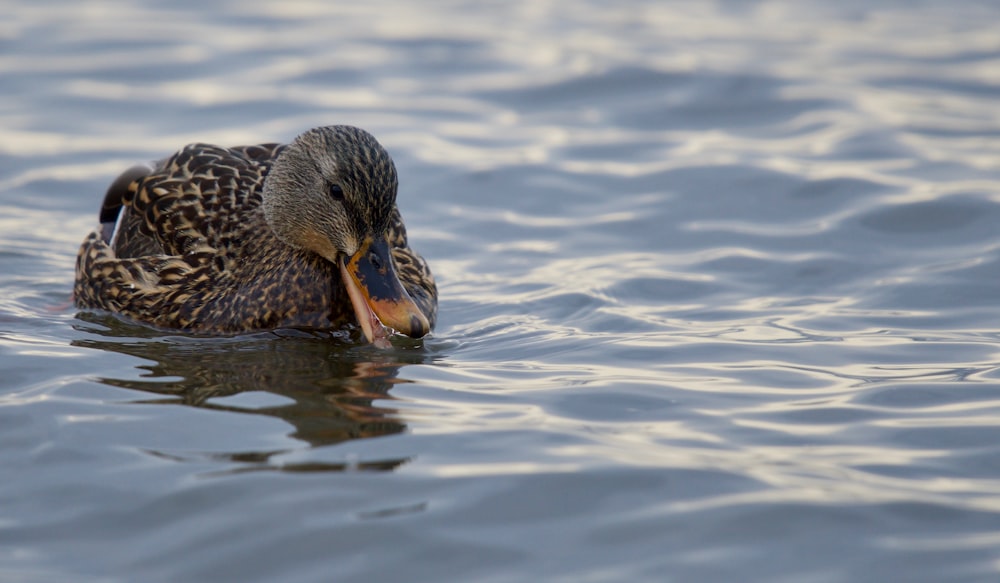 brown and black duck on body of water