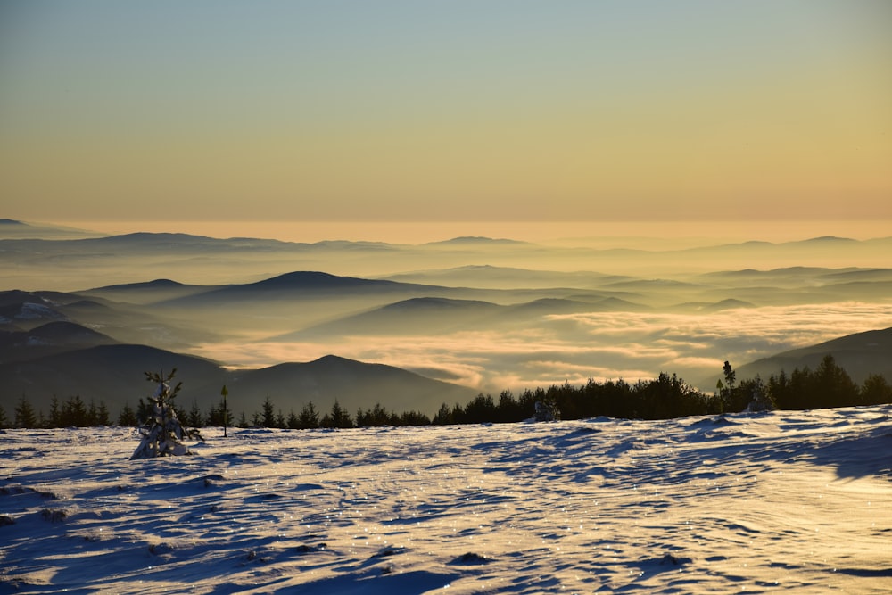 Campo de nieve cerca de los árboles durante el día durante la hora dorada