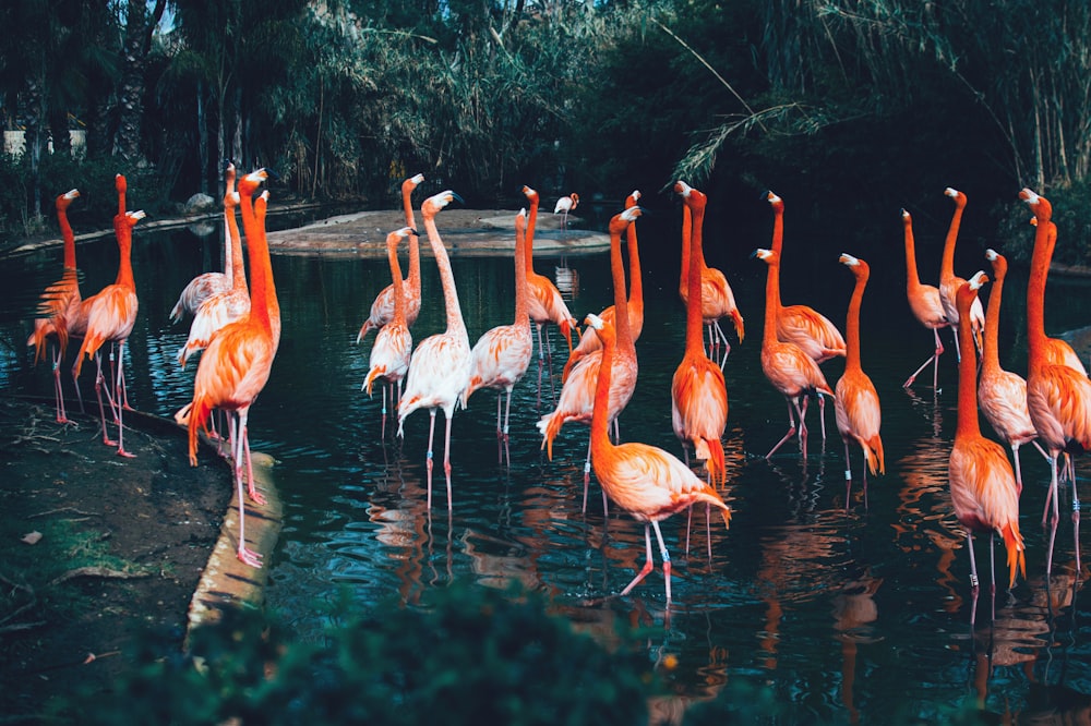 flock of flamingo