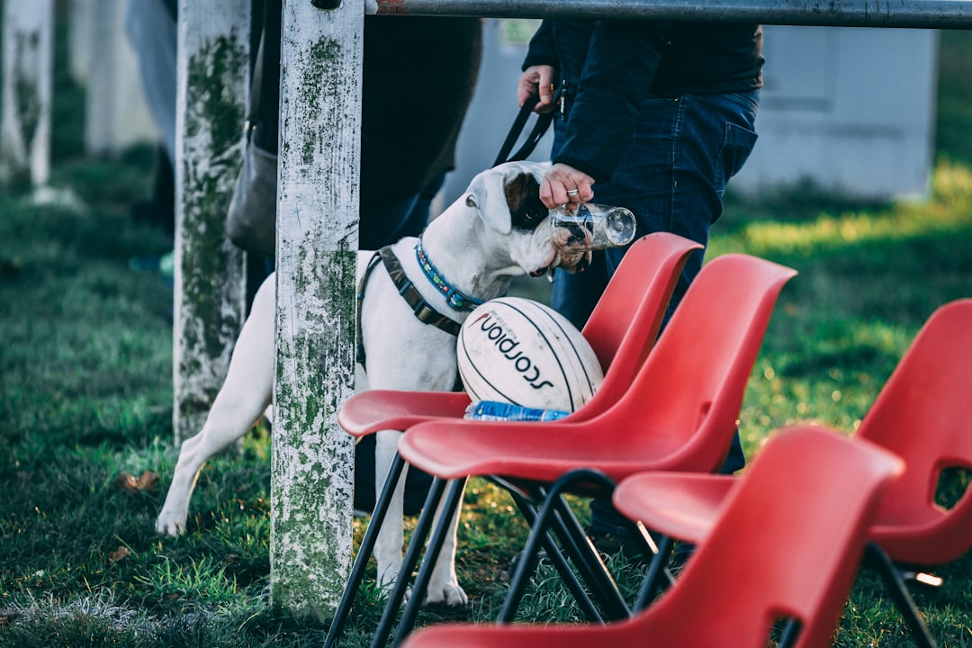 person offering a drink to his dog