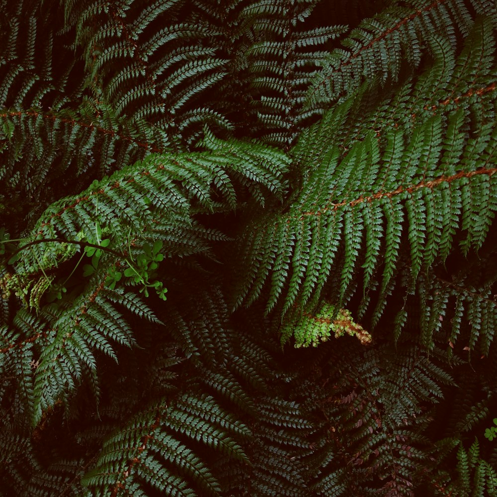 Fotografia a fuoco superficiale di piante a foglia verde