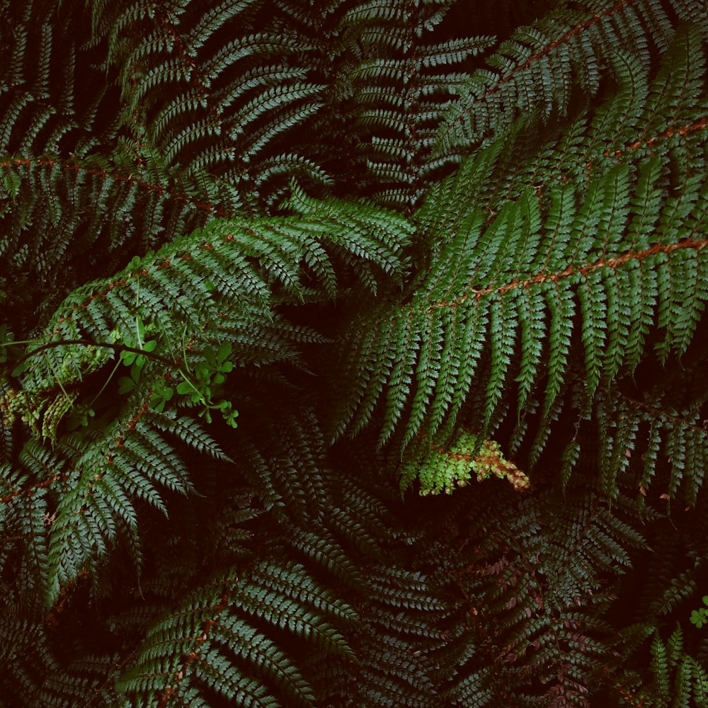 Photographie à mise au point peu profonde de plantes à feuilles vertes