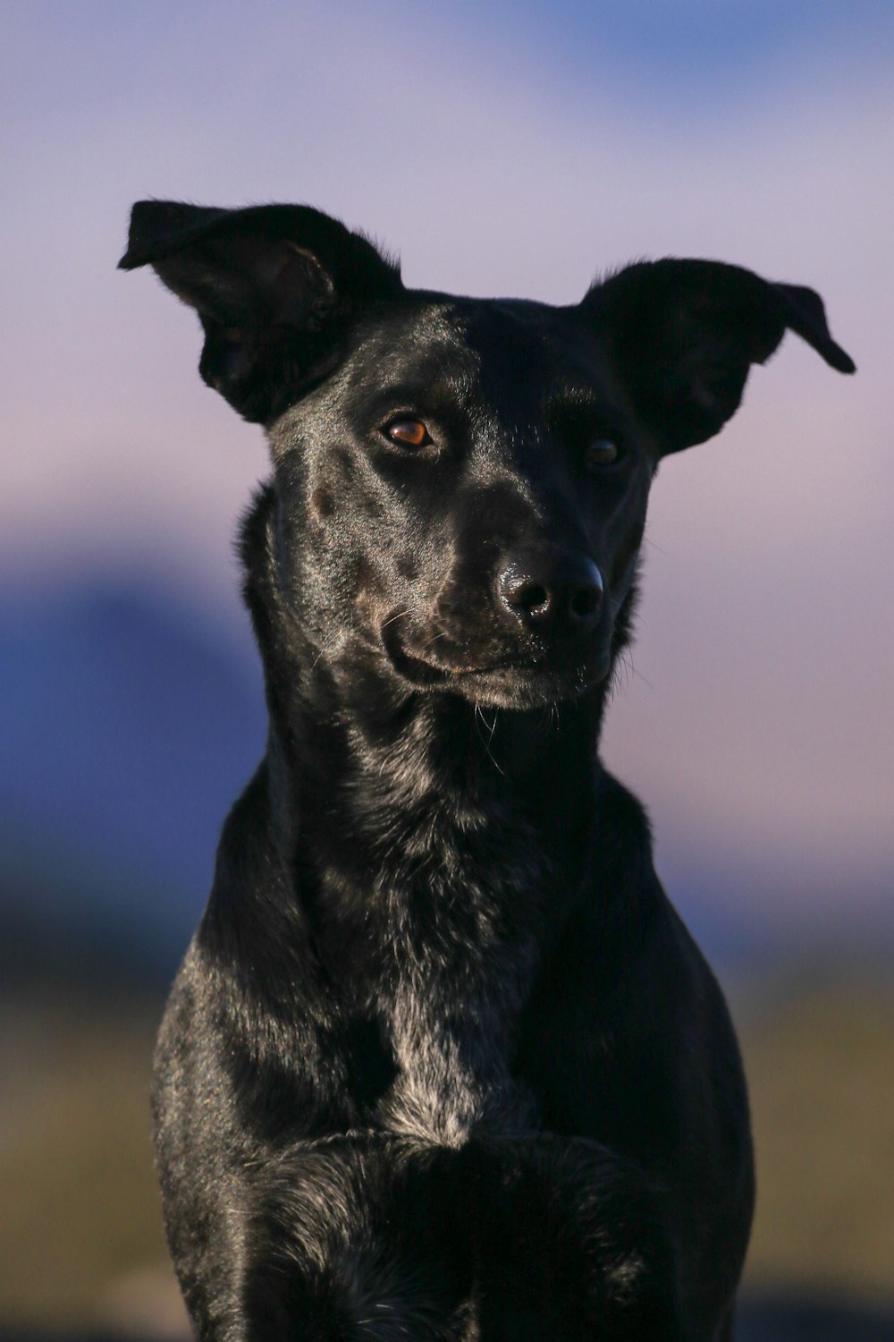 short-coated black dog