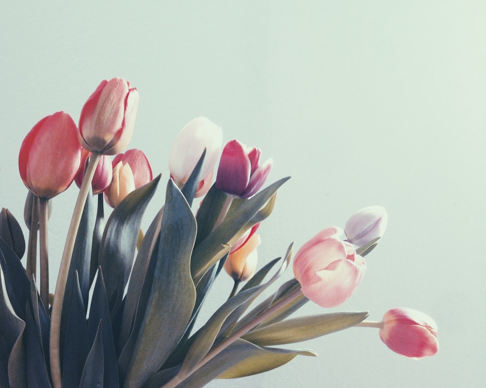Best 500+ Tulip Pictures [HD] | Download Free Images on Unsplash