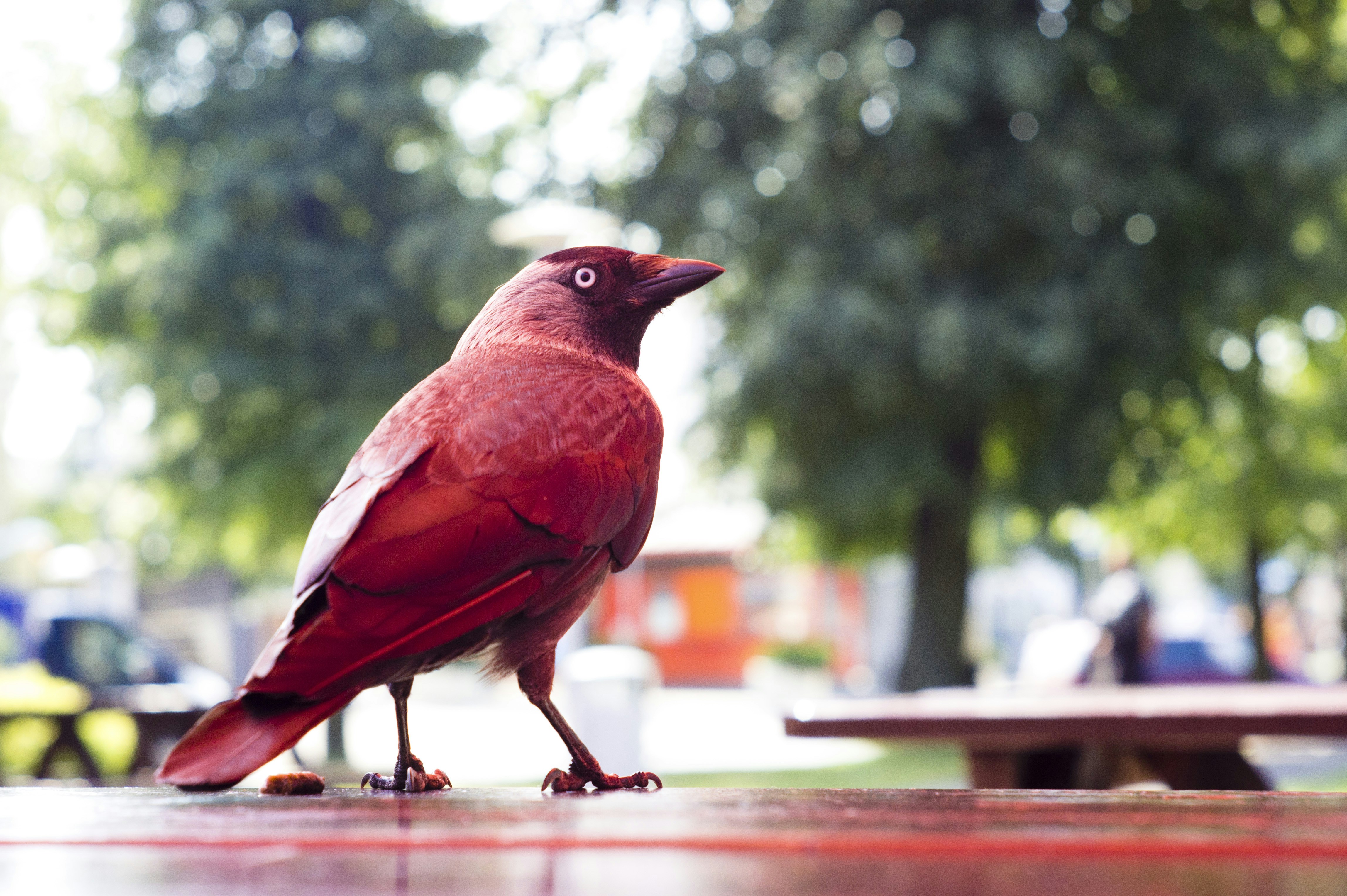 Hvordan Finder Man Elektronegativiteten?