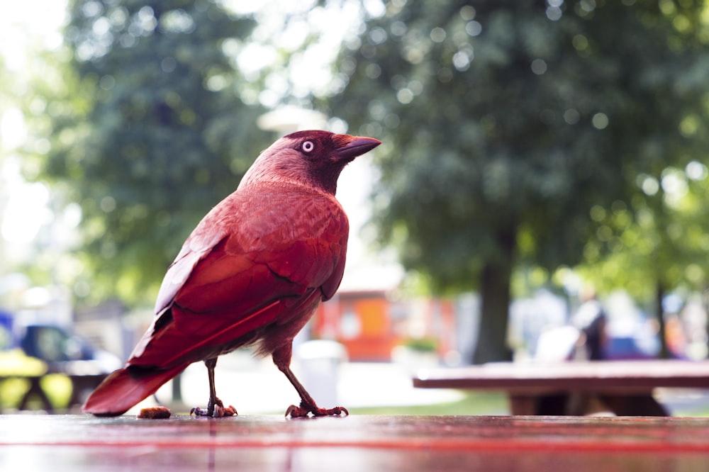 red bird standing on picnic table