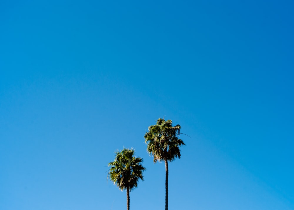 Fotografia aerea di due alberi tropicali verdi