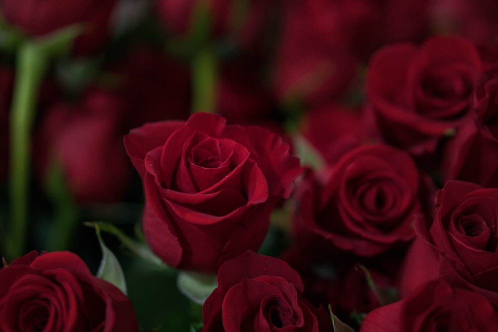 closeup photo of red roses