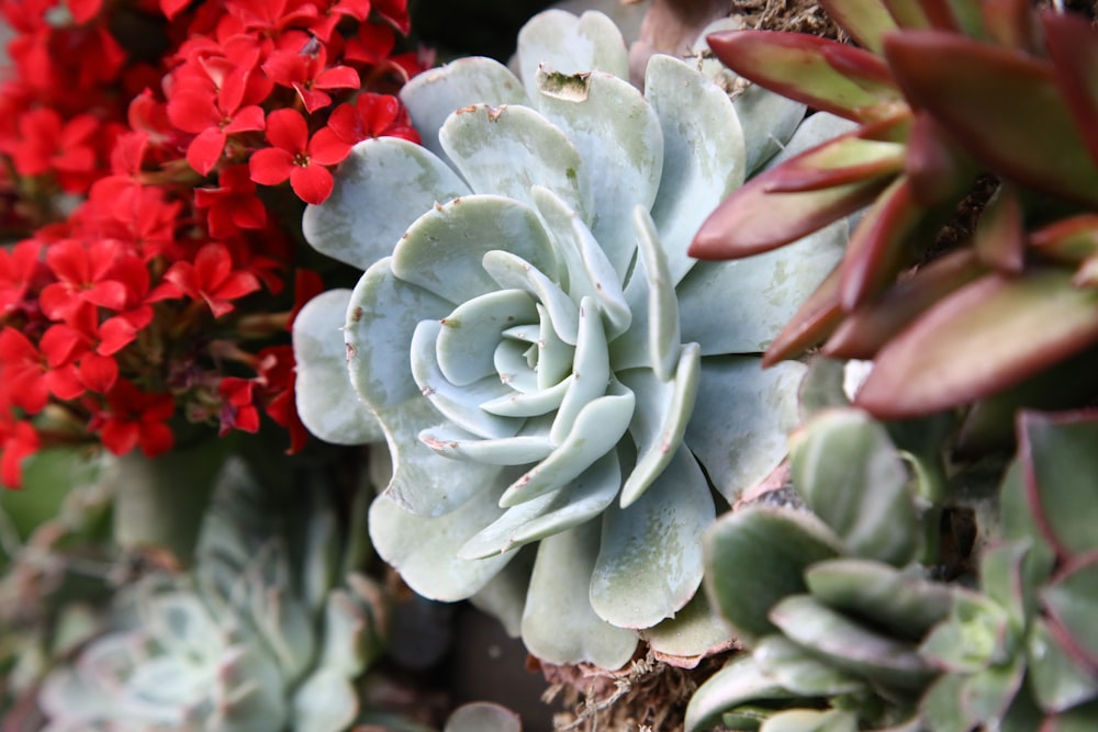 close-up photo of green succulent plant