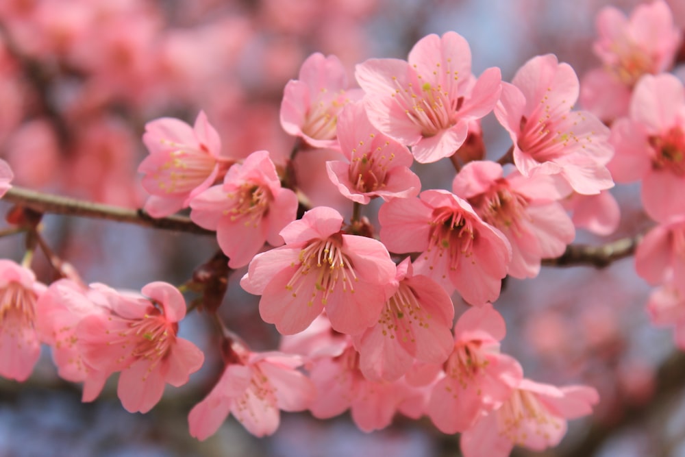 550+ Sakura Flower Pictures | Download Free Images On Unsplash