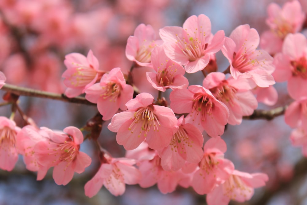 closeup photo of pink petaled flowers