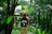 Smiling tourists standing on a lush green trail surrounded by tropical trees and bright birds.