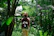 Smiling tourists standing on a lush green trail surrounded by tropical trees and bright birds.