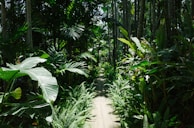 A lush tropical forest path leading to a hidden waterfall.