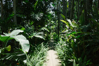 A lush Brazilian rainforest trail inviting exploration and adventure.