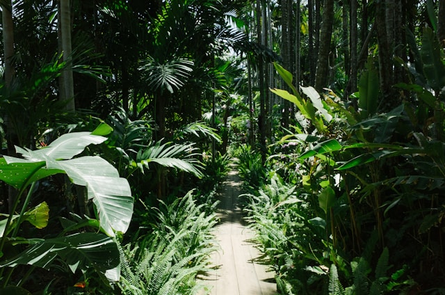 Lush tropical forest path in Bali with soft natural light filtering through the canopy.