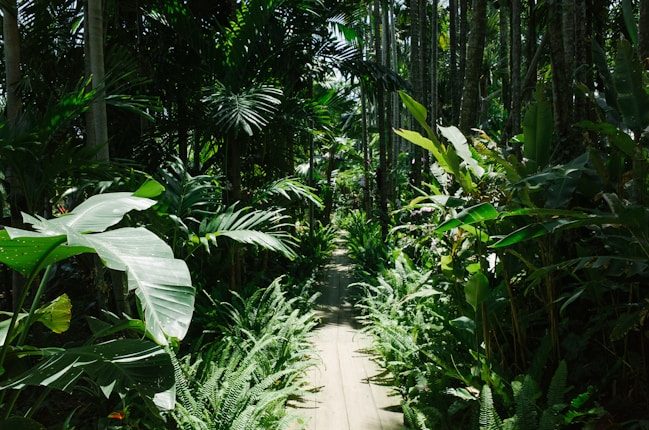A lush, tropical forest path lined with dense greenery and tall palm trees. The wooden walkway disappears into the vibrant undergrowth, creating a sense of mystery and exploration. Sunlight filters through the leaves, casting dappled shadows on the ground.