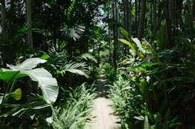 A lush, tropical forest path lined with dense greenery and tall palm trees. The wooden walkway disappears into the vibrant undergrowth, creating a sense of mystery and exploration. Sunlight filters through the leaves, casting dappled shadows on the ground.