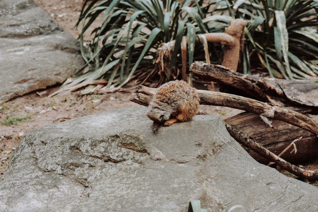 brown rodent sitting on rock