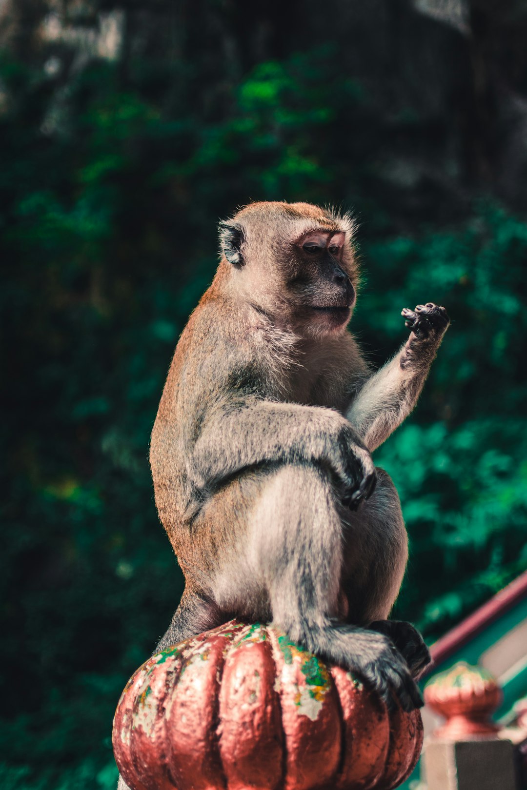 Wildlife photo spot Kuala Lumpur Batu Caves