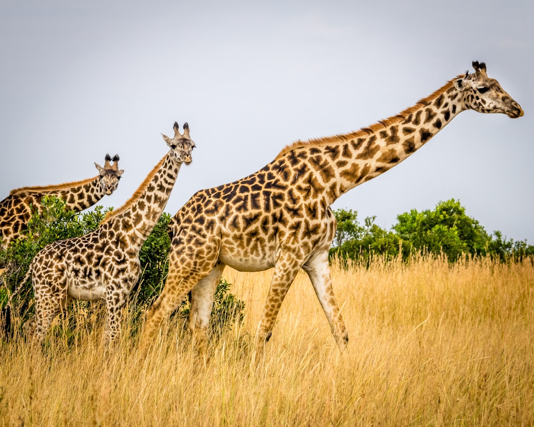 wildlife photography of tower of giraffes, Three giraffes.