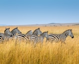 group of zebra walking on wheat field