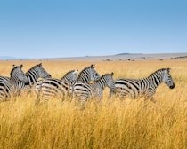group of zebra walking on wheat field