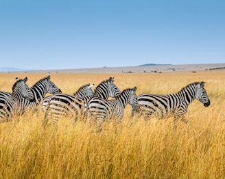 Kenya Visa Free