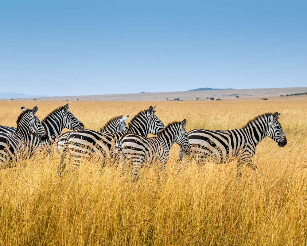 Grupo de zebra caminhando no campo de trigo