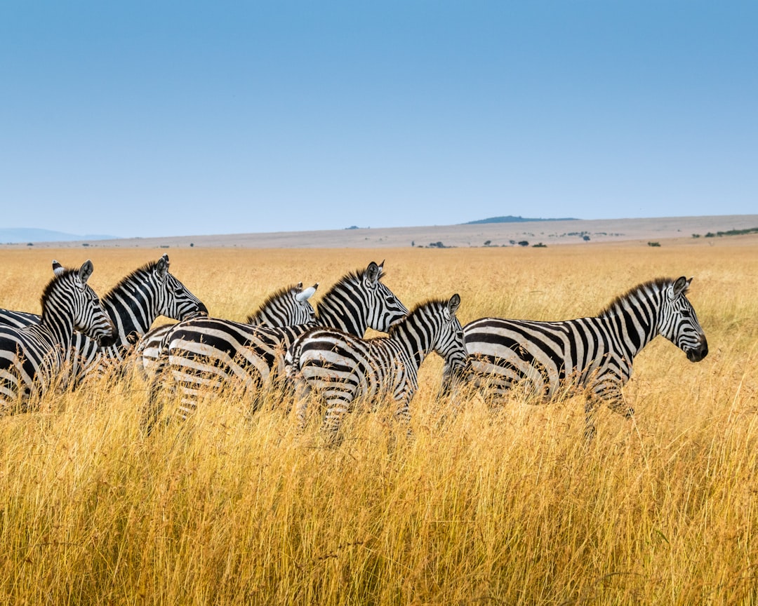 group of zebra walking on wheat field, A herd of running zebras.