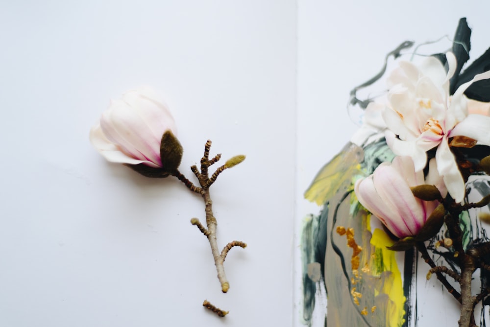 white petaled flower close-up photography