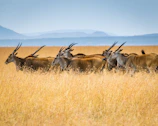 herd of Eland on grass field at Reubens Choice Cape Karoo.