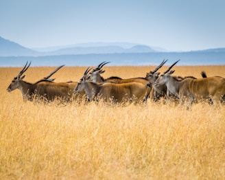 herd of antelopes on grass field