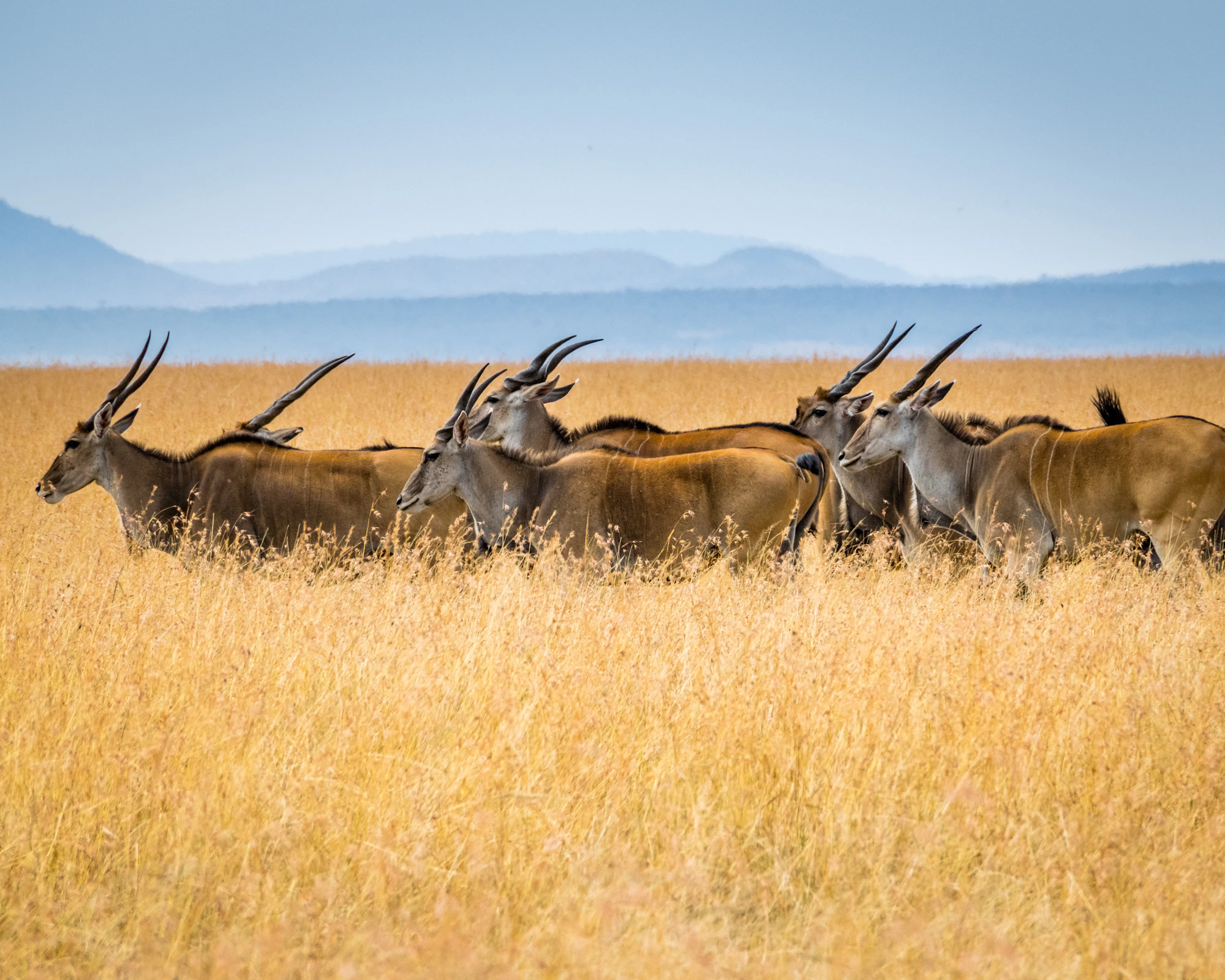 Kenya & Tanzania