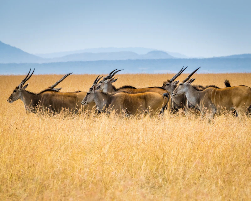 Tailor-Made Safaris