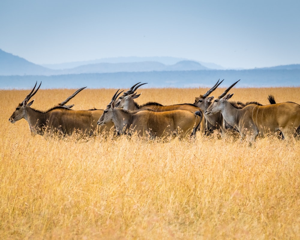 herd of antelopes on grass field