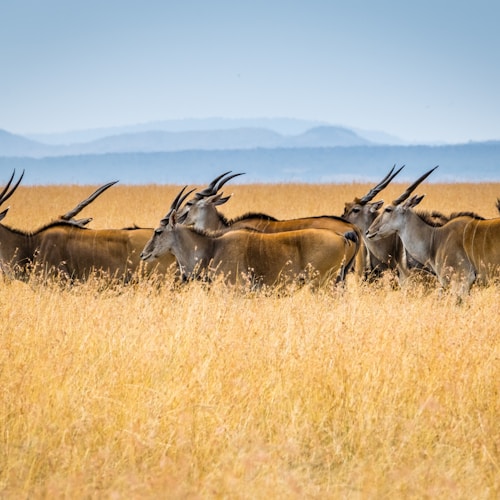 Nuh Portland Cimento 42.5R 50kg