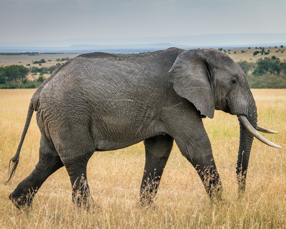 Fotografia da vida selvagem de um elefante