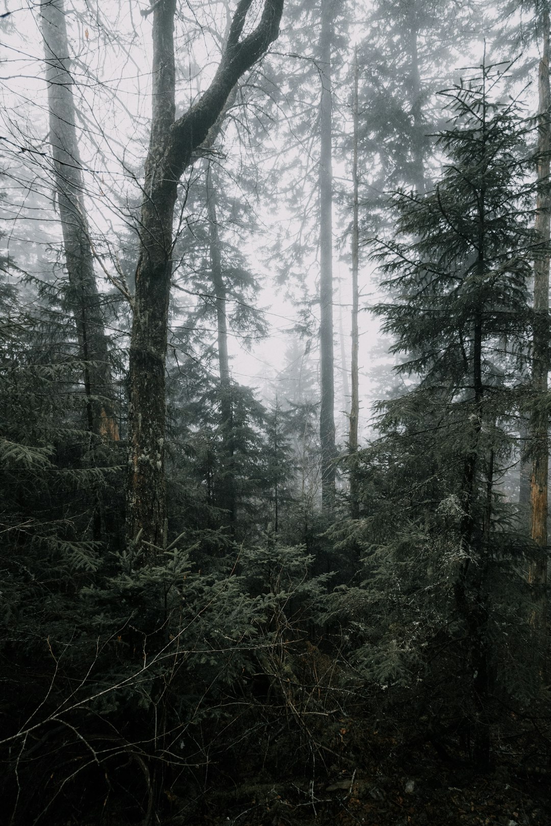 Forest photo spot Great Smoky Mountains Oak Ridge