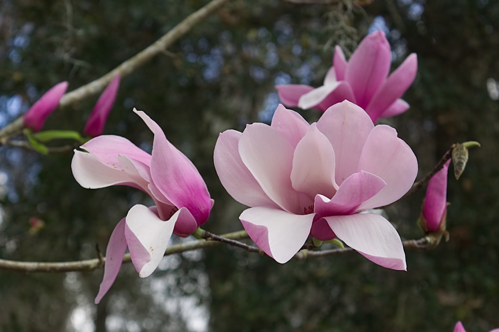 Flachfokusfotografie von lila Blumen