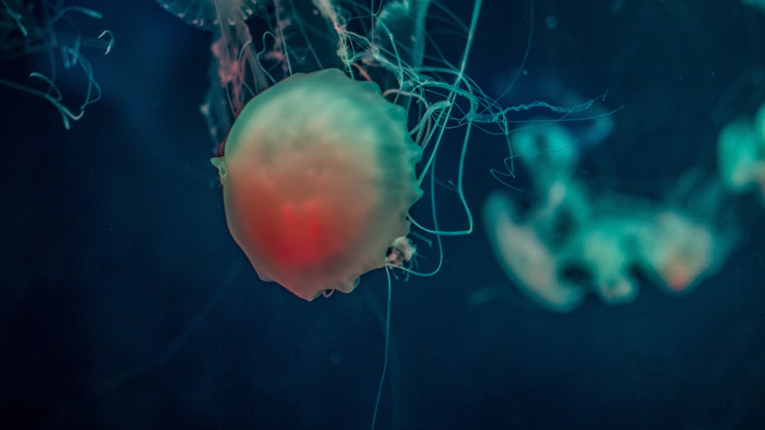 travelers stories about Underwater in Georgia Aquarium, United States