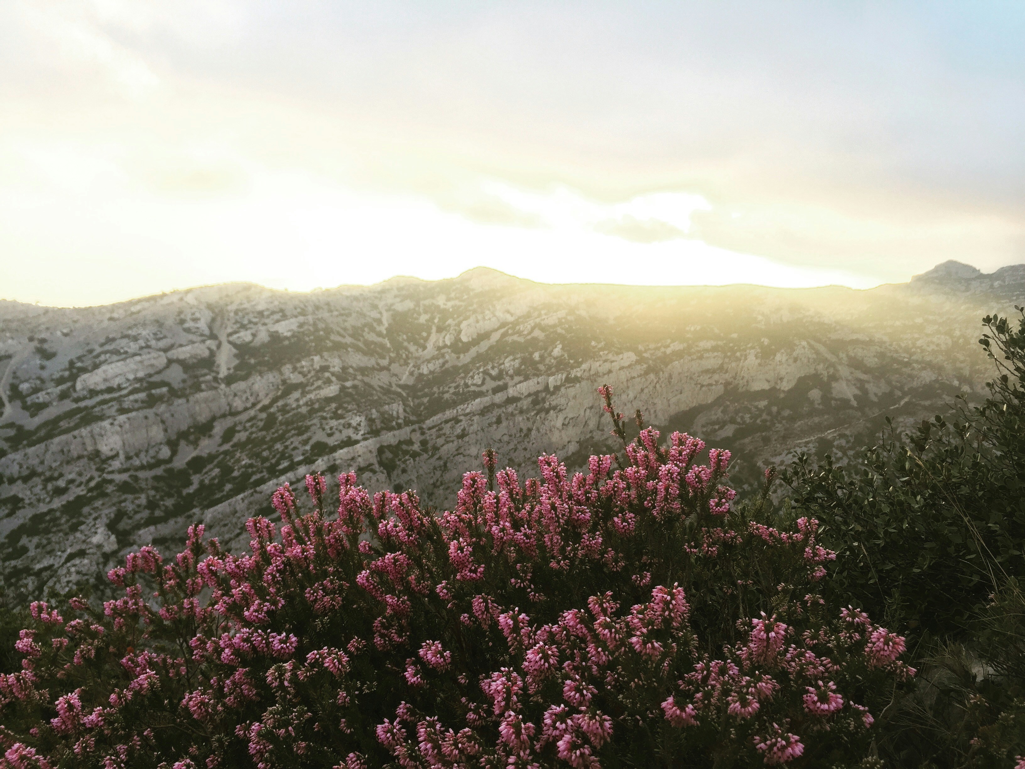 photo of pink petaled flowers