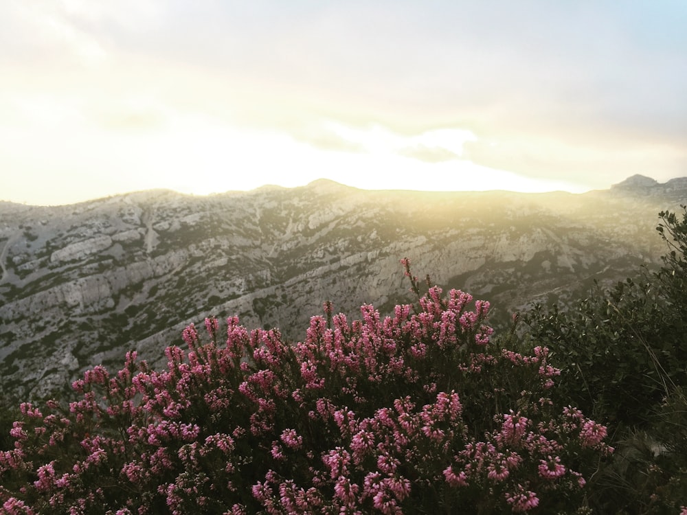 photo of pink petaled flowers