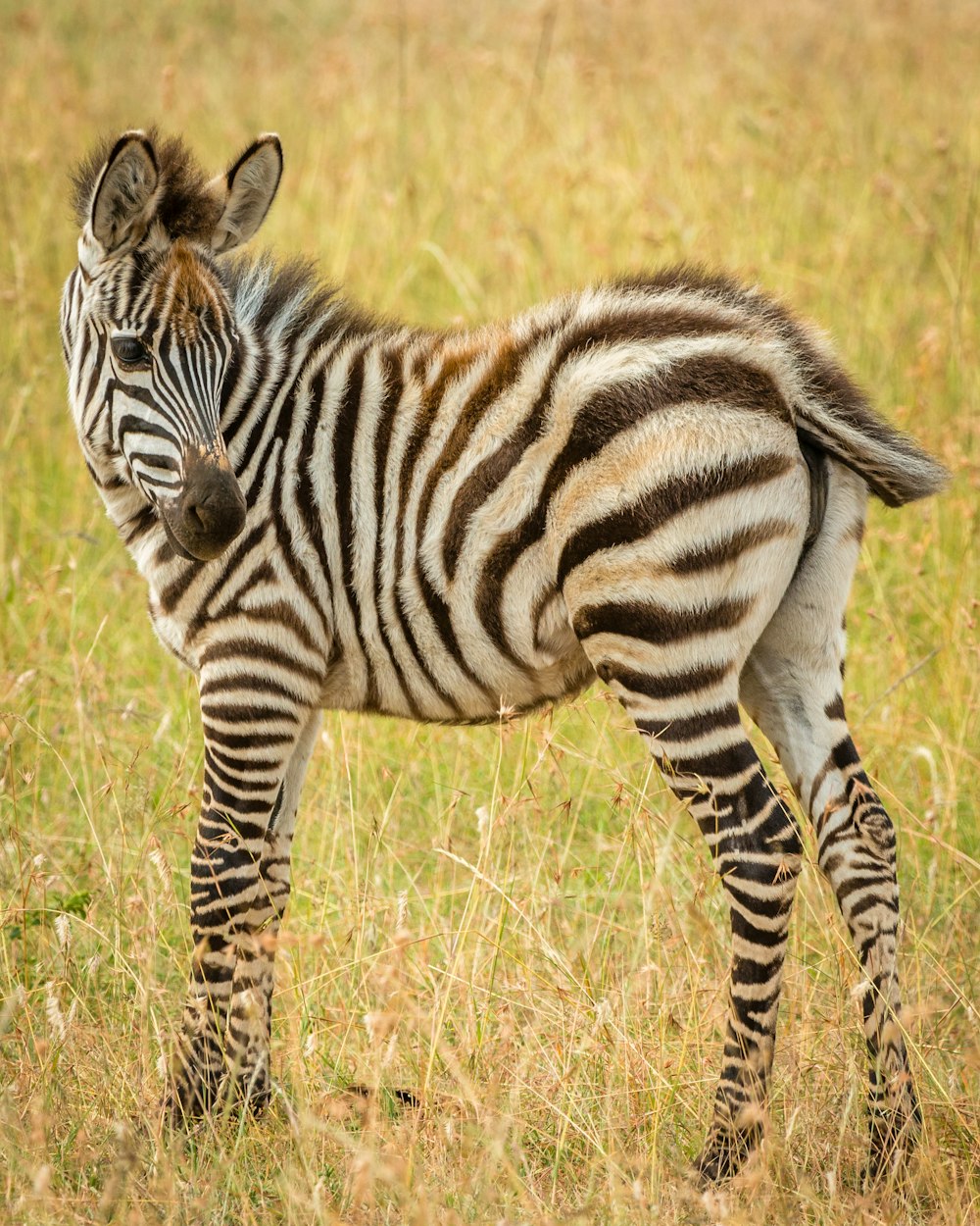 Fotografia macro zebra