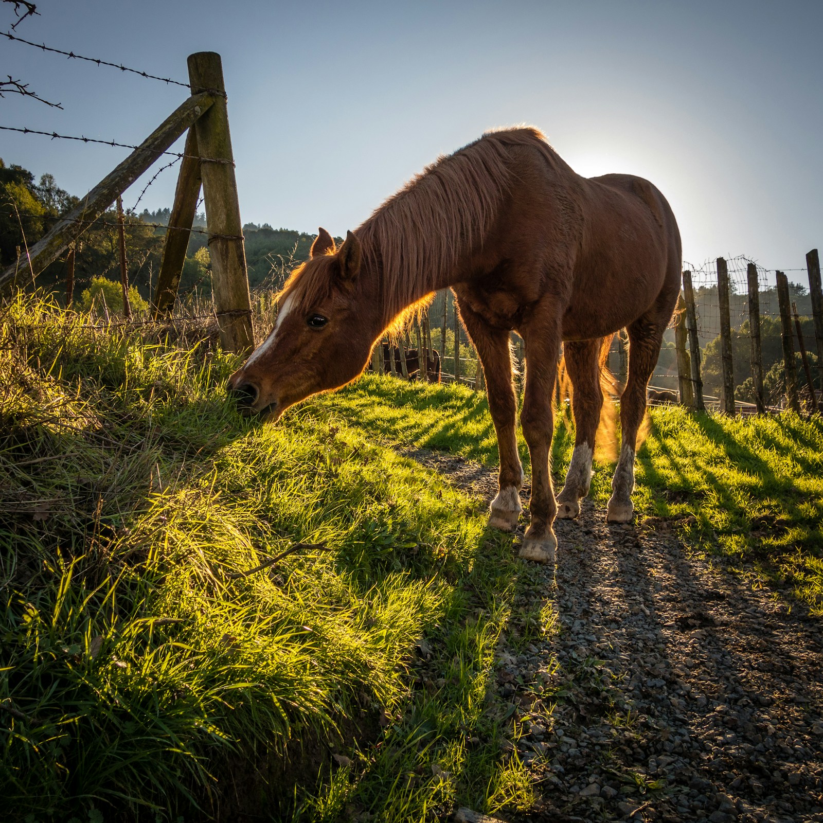 Equestrian property with horses in Foothills County, Alberta