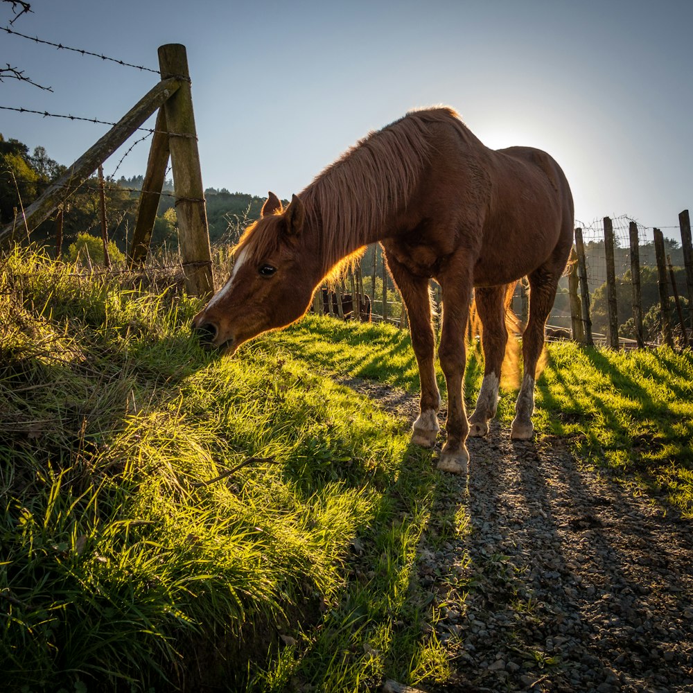 cavallo marrone accanto alla recinzione del filo spinato