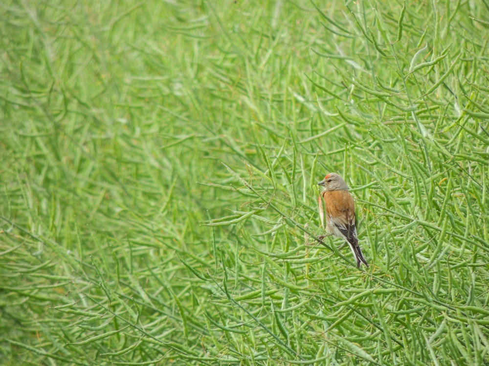 brown bird on green leafed plant