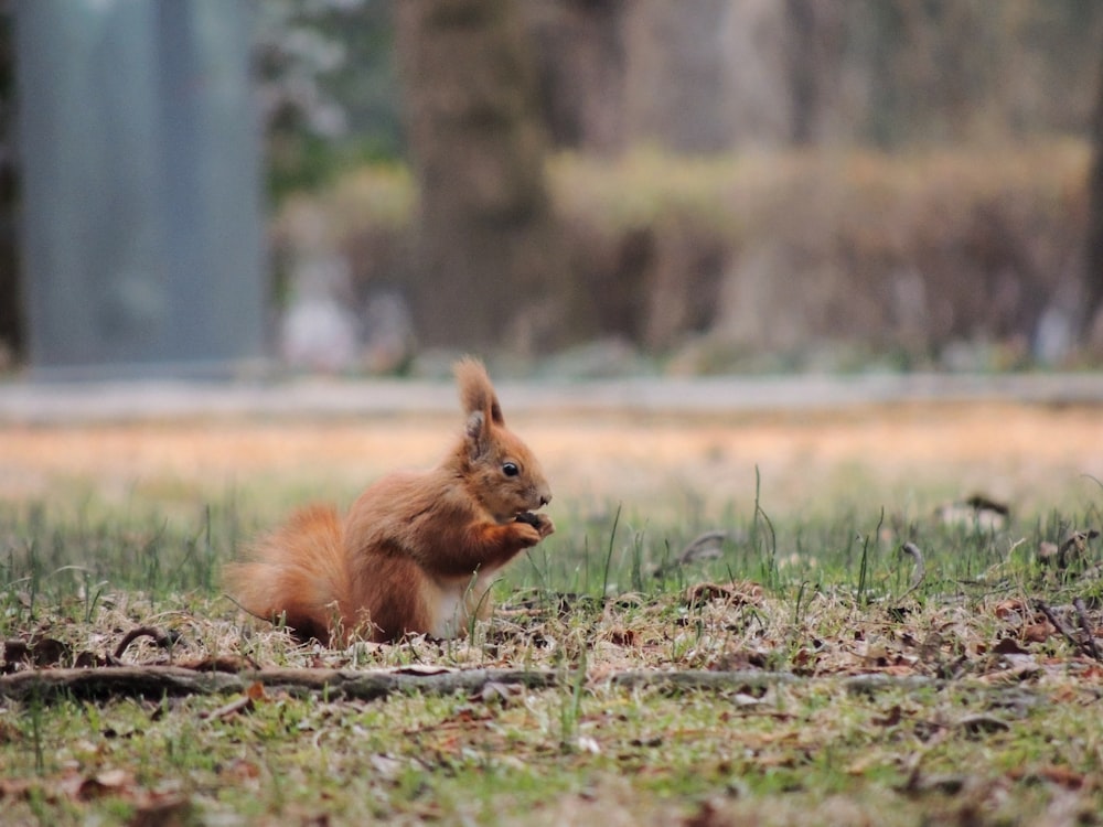 푸른 잔디에 갈색 다람쥐의 얕은 초점 사진