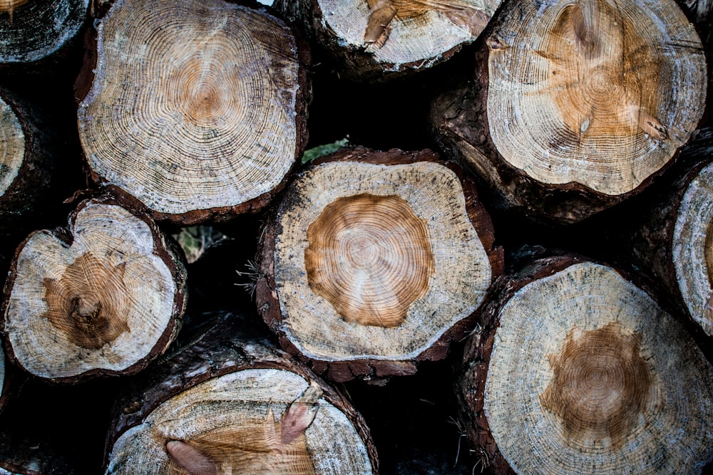 foto di tronchi di legno